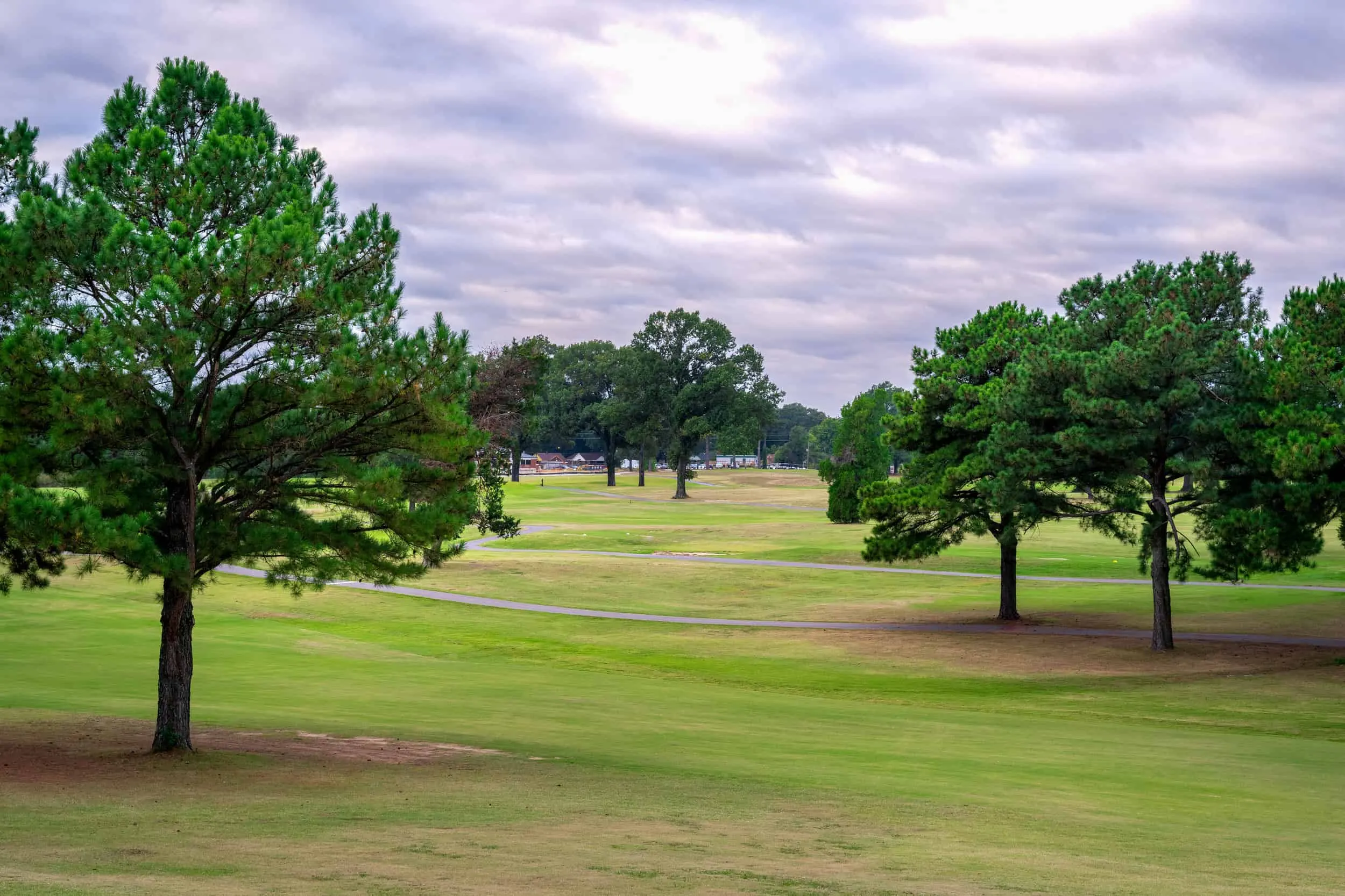 A pine and oaks framing an open fairway